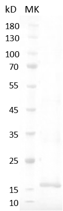 Fig.SDS-PAGE analysis of Human IL-4 Protein