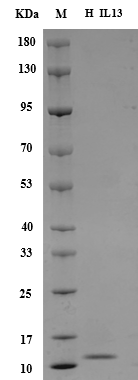 Fig.SDS-PAGE analysis of Human IL-13 protein