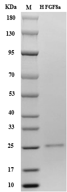 Fig.SDS-PAGE analysis of Human FGF-8a Protein