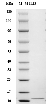 Fig.SDS-PAGE analysis of Mouse IL-13 Protein