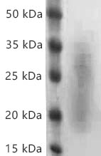 Fig.SDS-PAGE analysis of Human IL-3 protein, His tag