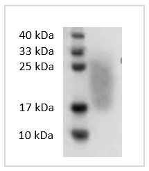 Fig. SDS-PAGE analysis of Human GM-CSF protein.