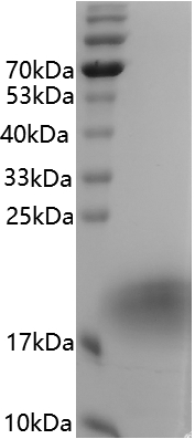 Fig.SDS-PAGE analysis of Human IL-4 protein.