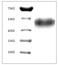 Fig. SDS-PAGE analysis of Human CD24 protein, hFc tag.