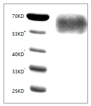 Fig. SDS-PAGE analysis of Human CD155/PVR protein, His tag.