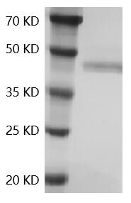 Fig.SDS-PAGE analysis of Human CD3E protein.