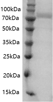 Fig.SDS-PAGE analysis of Human Transferrin protein.