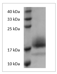 Fig. SDS-PAGE analysis of Mouse IL-4 protein.
