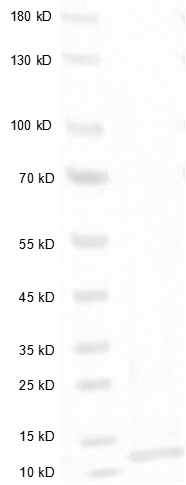 Fig.SDS-PAGE analysis of Vibriocholerae Toxin B Protein