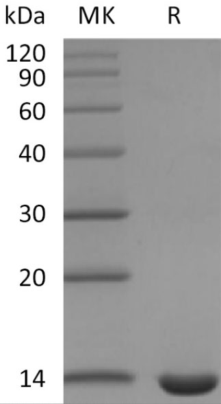 Fig.SDS-PAGE analysis of Mouse Leptin Protein
