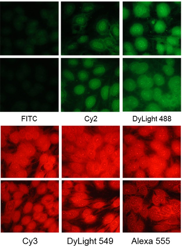 Fig.1. DyLight fluorescent dyes are a new family of dyes with improved brightness. DyLight 488-antibody conjugates are brighter than Cy2 and FITC conjugates and similar in brightness to Alexa Fluor 488 conjugates. DyLight 549-antibody conjugates shows brighter influoresence than TRITC conjugates. Also, DyLight 594-antibody conjugates are noticeably brighter than Alexa 594 conjugates, and much brighter and more water soluble than Texas Red conjugates.
