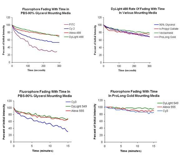 Fig.2. DyLight fluorescent dyes show improved photostability as well. DyLight 488 conjugates fade less than FITC and Cy2 conjugates in mounting media indicating that the DyLight 488 molecule is inherently more photostable in epifluorescence microscopes. DyLight 549 conjugates are about as photostable as Alexa 555 conjugates and slightly more photostable than Cy3 conjugates.