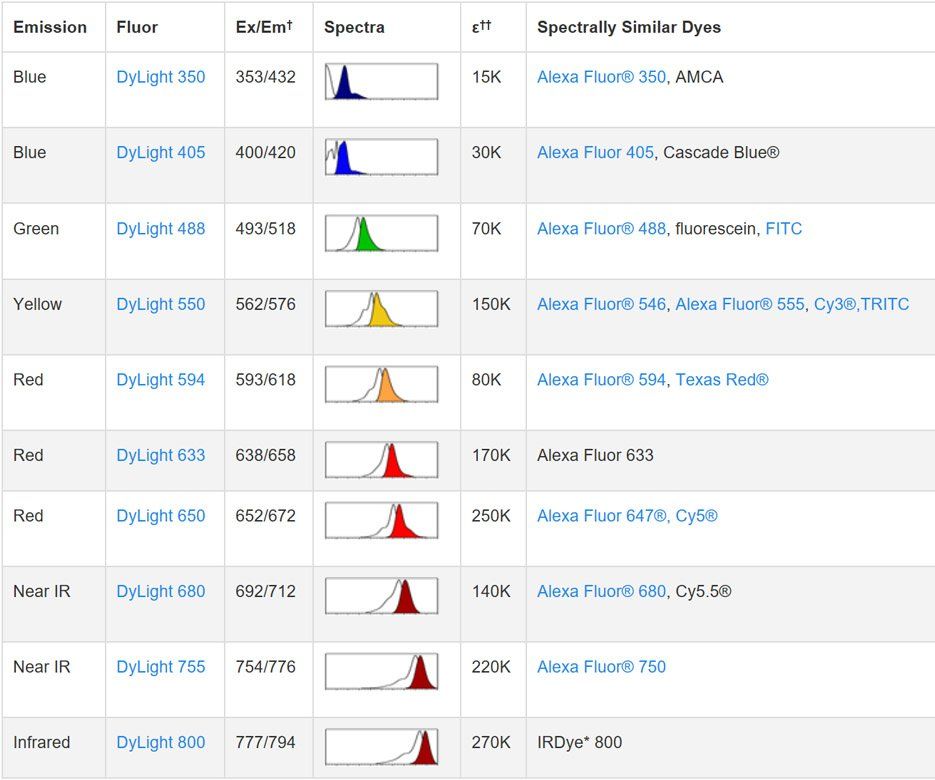Fig.2.To use the DyLight Fluors with fluorescent imagers, use a spectral line of the blue laser diode for DyLight 405, a cyan (488 nm) laser for DyLight 488, a green (526 nm) laser for DyLight 550 and 594, and a red (633 nm) laser for DyLight 633 and 650. The DyLight 680, 755 and 800 fluors are compatible with laser- and filter-based infrared imaging instruments that emit in the 700 nm, 750 nm and 800 nm region of the spectrum, respectively.