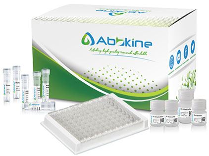 Fig.2. EliKine™ Human IgG ELISA Kit is a sandwich ELISA to quantitate human IgG in samples.