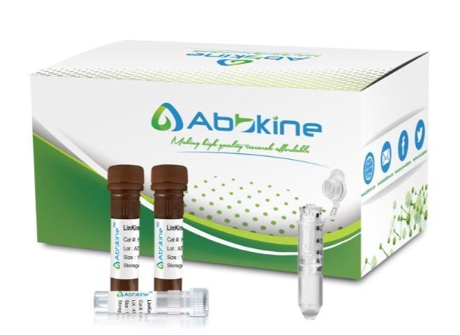 Fig. LinKine™ FITC Labeling Kit (Optimized for samples with molecular weight of 6 KD to 20 KD) is designed for preparing FITC directly from proteins, peptides, and other ligands that contain free amino groups.