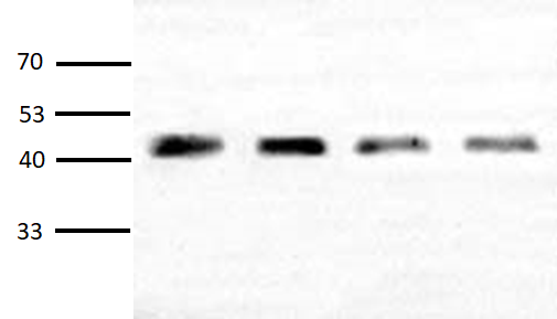 A01050-1.png&&Fig. Western blot analysis of plant Actin expression in Arabidopsis (lane 1-4) with Anti-Plant Actin Mouse Monoclonal Antibody (3T3) (A01050, 1:2000) and HRP, Goat Anti-Mouse IgG (A21010, 1:10000).