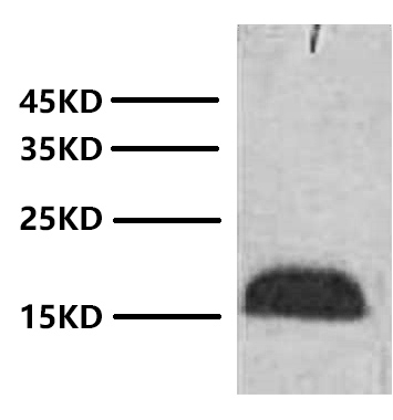 A01100-wb.jpg&&Fig. Western blot analysis of Zebrafish skeletal muscle with Anti-Histone H3 Monoclonal Antibody (2D9) at 1:2000 dilution.