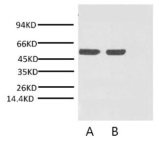 A01110-wb.jpg&&Fig. Western blot analysis of Arabidopsis with Rubisco (Large Chain) monoclonal antibody at 1:2000 (lane A) and 1:5000 (lane B) dilutions, seperately.