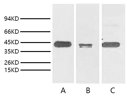 A01120-wb.jpg&&Fig. Western blot analysis of TATA Binding Protein express in  Hela (lane A), Mouse brain tissue (lane B) and Rat brain tissue (lane C) with TBP/TATA Binding Protein monoclonal antibody with 1:2000 dilution.