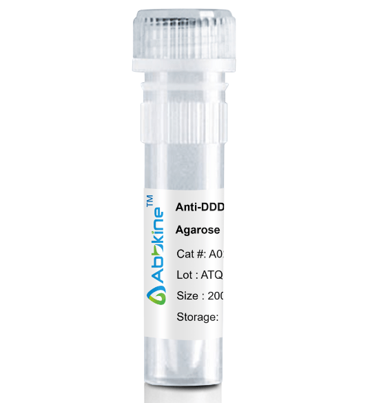 A02010AGB.png&&Fig. Anti-DDDDK Tag Mouse Monoclonal Antibody, Agarose are convenient for the immunoprecipitation (IP) of recombinant DDDDK tagged proteins.