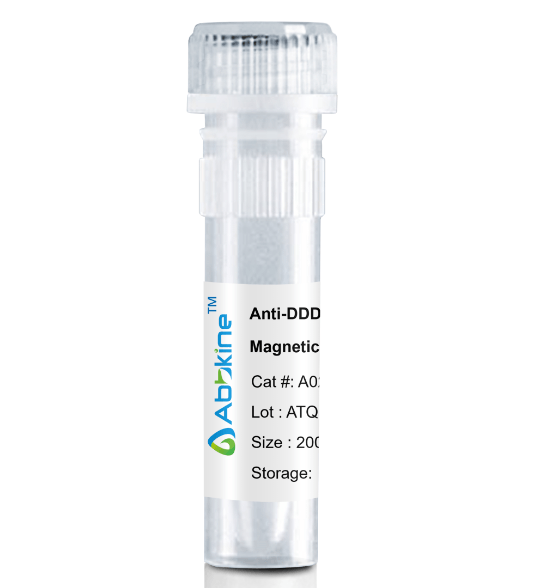 A02010MGB.png&&Fig. Anti-DDDDK Tag Mouse Monoclonal Antibody, Magnetic Beads are convenient for the immunoprecipitation (IP) of recombinant DDDDK tagged proteins.