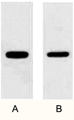 A02011-wb.jpg&&Fig. Western blot analysis of 1ug Flag fusion protein with Anti-Flag rabbit polyclonal antibody in 1:3000 (lane A) and 1:6000 (lane B) dilutions.