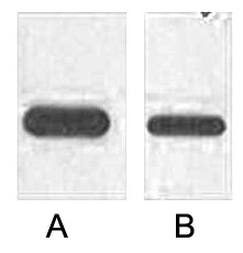 A02015-wb.jpg&&Fig. Western blot analysis of 1ug Flag fusion protein with HRP Conjugated Anti-Flag Tag Mouse Monoclonal Antibody (1B10) in 1:2000 (lane A) and 1:5000 (lane B) dilutions.