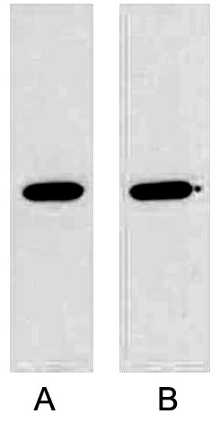 A02030-wb.jpg&&Fig. Western blot analysis of GST fusion protein with Anti-GST Mouse Monoclonal Antibody (2A8) in 1:5000 dilutions (lane A) and 1:10000 dilutions (lane A) with 0.5ug GST fusion protein, separately.