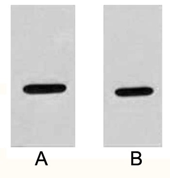 A02041-wb.jpg&&Fig. Western blot analysis of 2ug HA fusion protein with Anti-HA rabbit polyclonal antibody in 1:2000 (lane A) and 1:5000 (lane B) dilutions.