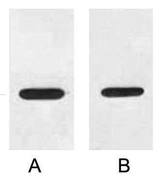 A02045-wb.jpg&&Fig. Western blot analysis of 1ug HA fusion protein with HRP Conjugated Anti-HA Tag Mouse Monoclonal Antibody (4F6) in 1:2000 (lane A) and 1:3000 (lane B) dilutions.