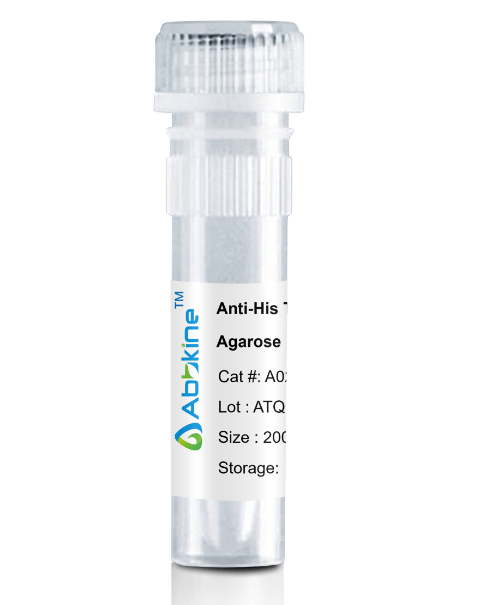 A02050AGB.png&&Fig. Anti-His Tag Mouse Monoclonal Antibody, Agarose are convenient for the immunoprecipitation (IP) of recombinant His tagged proteins.