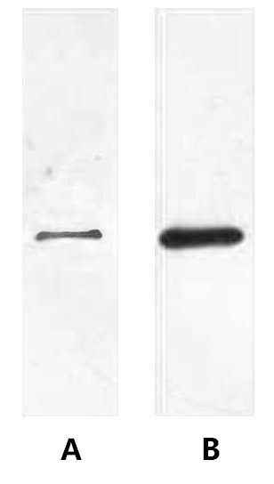 A02051-wb.jpg&&Fig. Western blot analysis of His fusion protein in cell lysate from transfected 293T cells (lane A) and baculovirus expression vector system (lane B) at 1:2000 dilutions.
