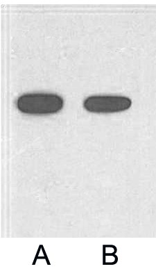 A02055-wb.jpg&&Fig. Western blot analysis of 2ug His fusion protein with HRP Conjugated Anti-His Tag Mouse Monoclonal Antibody (5C3) in 1:2000 (lane A) and 1:5000 (lane B) dilutions.