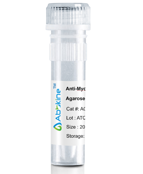 A02060AGB.png&&Fig. Anti-Myc Tag Mouse Monoclonal Antibody, Agarose are convenient for the immunoprecipitation (IP) of recombinant Myc tagged proteins.