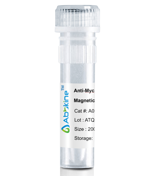 A02060MGB.png&&Fig. Anti-Myc Tag Mouse Monoclonal Antibody, Magnetic Beads are convenient for the immunoprecipitation (IP) of recombinant Myc tagged proteins.