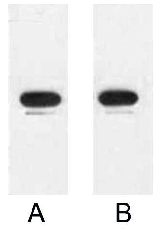 A02110-wb.jpg&&Fig. Western blot analysis of 1ug KT3 fusion protein with Anti-KT3 monoclonal antibody in 1:3000 (lane A) and 1:5000 (lane B) dilutions.