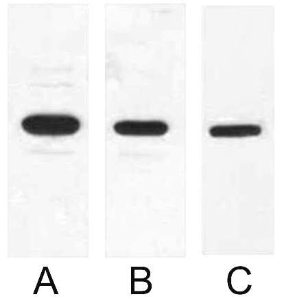 A02150-wb.jpg&&Fig. Western blot analysis of 0.5ug T7 Tag fusion protein with Anti-T7 Tag monoclonal antibody in 1:1000 (lane A), 1:2000 (lane B), 1:5000 (lane C) dilutions.