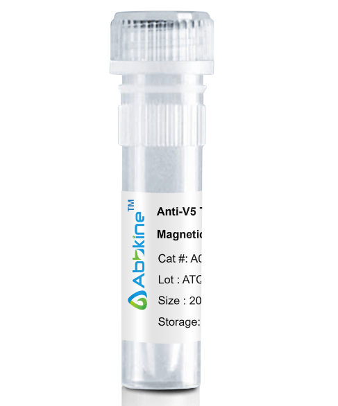 A02170MGB.png&&Fig. Anti-V5 Tag Mouse Monoclonal Antibody, Magnetic Beads are convenient for the immunoprecipitation (IP) of recombinant V5 tagged proteins.