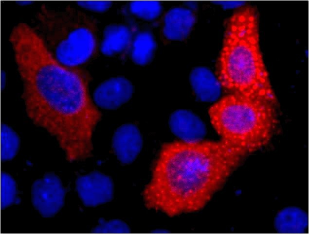 A02180-if.jpg&&Fig.1. Immunofluorescence staining (1:1000) of VSV-G fusion protein in 293 cells with red and counterstained with DAPI.|||A02180-ip.jpg&&Fig.2. IP (1:200)-WB (1:5000) analysis of VSV-G Tag fusion protein expression in 293 cells. Untransfected 293 cell lysate (lane A), transfected 293 cell lysate with VSV-G tag protein (lane B); IP untransfected 293 cell lysate with Anti VSV-G tag mAb (lane C); IP transfected 293 cell lysate with normal Mouse IgG (lane D) or with Anti VSV-G tag mAb (lane E). |||A02180-wb.jpg&&Fig.1. Western blot analysis of 1ug VSV-G fusion protein with Anti-VSV-G mouse monoclonal antibody in 1:5000 (lane A) and 1:10000 (lane B) dilutions.