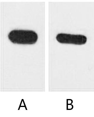 A02190-wb.jpg&&Fig. Western blot analysis of CBP recombinant protein with anti-CBP tag monoclonal Antibody (12H5) at 1:5000 (lane A) and 1:10000 (lane B) dilutions, seperately.