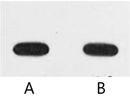 A02210-wb.jpg&&Fig. Western blot analysis of Avi taged recombinant protein with anti-Avi tag monoclonal Antibody (5G11) at 1:5000 (lane A) and 1:10000 (lane B) dilutions, seperately.