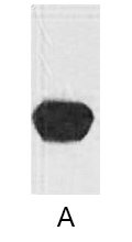 A02240-wb.jpg&&Fig. Western blot analysis of mStrawberry fusion protein with Anti-mStrawberry monoclonal Antibody (4C9) at 1:5000 dilution.