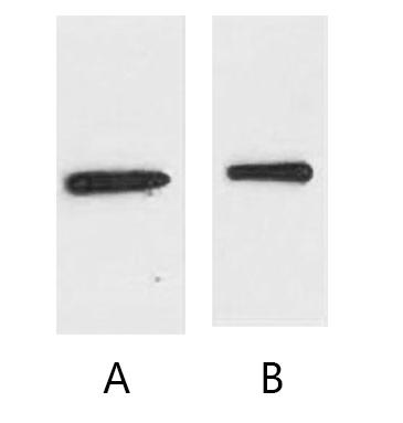 A02250-wb.jpg&&Fig. Western blot analysis of EYFP fusion protein with anti-EYFP tag monoclonal Antibody (10T3) at 1:10000 (lane A) dilution.