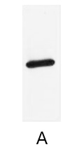 A02270-wb.jpg&&Fig. Western blot analysis of AmCyan fusion protein with anti-AmCyan tag monoclonal Antibody (8T2) at 1:5000 (lane A) dilution.