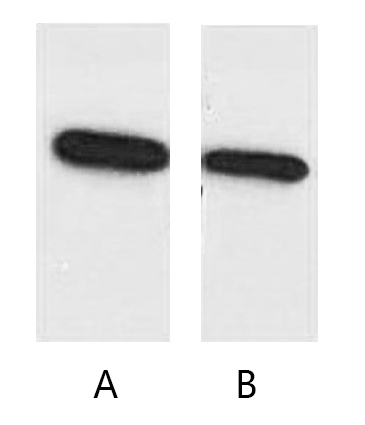 A02280-wb.jpg&&Fig. Western blot analysis of ECFP recombinant protein with anti-ECFP tag monoclonal Antibody (6B11) at 1:5000 (lane A) and 1:10000 (lane B) dilutions, seperately.