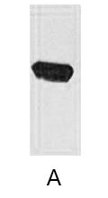 A02290-wb.jpg&&Fig. Western blot analysis of EBFP fusion protein with anti-EBFP monoclonal Antibody (8B5) at 1:5000 (lane A) dilution.