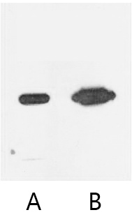 A02300-wb.jpg&&Fig. Western blot analysis of Recombinant Nano-Tag9 Protein with Nano-Tag9 Mouse Monoclonal Antibody (11T3) at 1:5000 (lane A) and 1:10000 (lane B) dilutions, seperately.