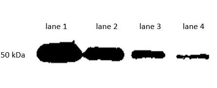 A25122.png&&Fig. Western�blot�analysis�(�lane�1: �1:1000,�lane 2: �1:2000,�lane 3:� 1:4000,�lane 4:� 1:8000�)�using IPKine HRP, Mouse Anti-Rabbit IgG HCS.