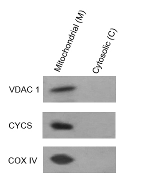Fig. 293T cells were extracted with ExKine™ Mitochondrion Extraction Kit (Cultured Cells). Mitochondrial (M) and Cytosolic (C) fractions were analyzed by WB using cytochrome c antibody (cat#ABM40191), VDAC1 antibody (cat#ABP53121) and COX IV antibody (cat#A01060).