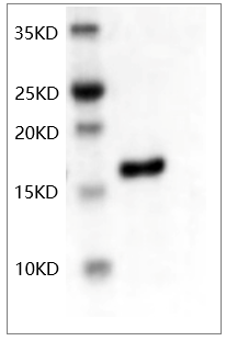 PRP1010.png&&Fig.SDS-PAGE analysis of Human bFGF protein.